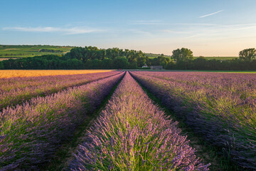 Fototapeta na wymiar lavendel in reihen