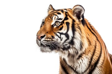 Fototapeta premium Tiger isolated on white background, Generative AI