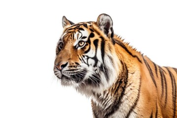 Obraz premium Tiger isolated on white background, Generative AI