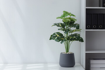 A pot of green plants is placed in a white office background.