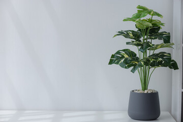 A pot of green plants is placed in a white office background.