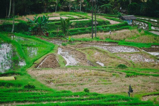 beautiful rice terrace in jatiluwih tabanan bali