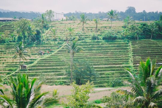 beautiful rice terrace in jatiluwih tabanan bali