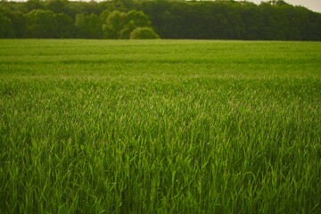 Agricultural land under a beautiful sky at sunrise. Rural areas and countryside in the morning.
