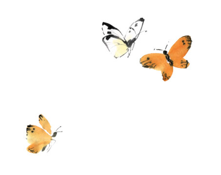 水墨画技法で描いたモンキチョウ
