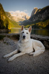 Portrait of beautiful and happy fluffy Swiss shepherd dog on the Austrian landscape full of mountains and lake near Dachstein.