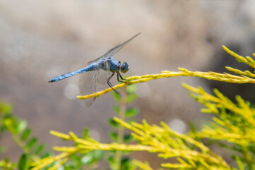 A colorful dragonfly balancing on a leaf.