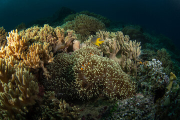 False clown anemonefish on the bottom. Ocellaris clownfish in symbiosis with the anemon. False percula clownfish during dive in Raja Ampat. Small orange fish with white strips livin in anemone. 