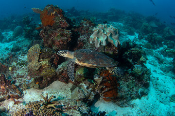 Fototapeta na wymiar Hawksbill sea turtle is lying on the seabed. Eretmochelys imbricata during dive in Raja Ampat. Marine life in Indonesia.