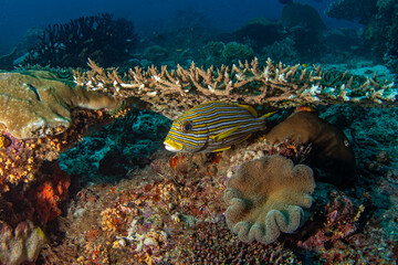 Ribbon sweetlips is hiding under the coral. Plectorhinchus polytaenia during dive in Raja Ampat. Fish with yellow stripes is staying near the bottom. Marine life in Indonesia. 