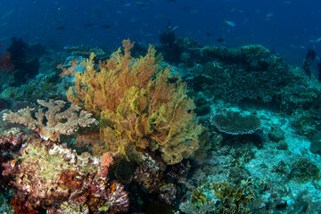 Abundant sea near the Raja Ampat. Rich marine ecosystém in Indonesia. Exotic diving on the coral reef. 