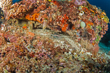 Painted spiny lobster is hiding on the bottom in the rock. Panulirus versicolor during dive in Raja Ampat. Lobster in nature habitat. 