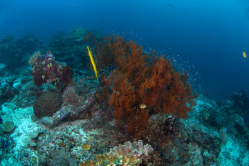 Chinese trumpetfish is hunting near the coral. Aulostomus chinensis during dive in Raja Ampat. Long yellow fish is slowly swimming near the bottom. Marine life in Indonesia.
