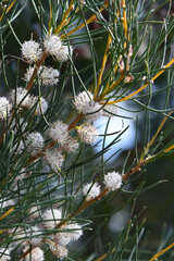 White scented flowers and needle like leaves of the Western Australian native Sweet scented Hakea, Hakea drupacea, family Proteaceae. Autumn to winter flowering coastal species.