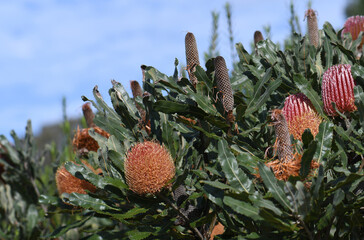 Hardy, drought tolerant Western Australian native garden with flowers and cones of the native Firewood Banksia, Banksia menziesii, family Proteaceae, under a blue sky. Shrub or small tree  - 623999831