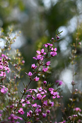 Backlit pink flowers of the Australian native shrub Boronia ledifolia, family Rutaceae, growing in Sydney sclerophyll forest understory. Winter to spring flowering. Sun lit wildflower meadow