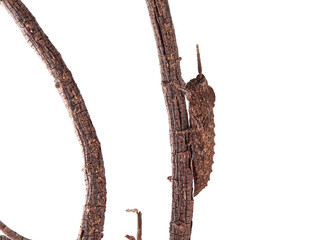 Fototapeta premium Shieldback locusts grasshopper on a white background. Genus Acinipe