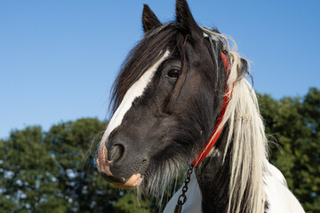 horse grazing in the field on the farm