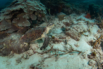 Hawksbill sea turtle is lying on the seabed. Eretmochelys imbricata during dive in Raja Ampat. Marine life in Indonesia.