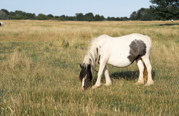 horse grazing in the field on the farm