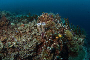 Fototapeta na wymiar Abundant sea near the Raja Ampat. Rich marine ecosystém in Indonesia. Exotic diving on the coral reef. 
