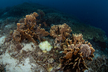 False clown anemonefish on the bottom. Ocellaris clownfish in symbiosis with the anemon. False percula clownfish during dive in Raja Ampat. Small orange fish with white strips livin in anemone. 