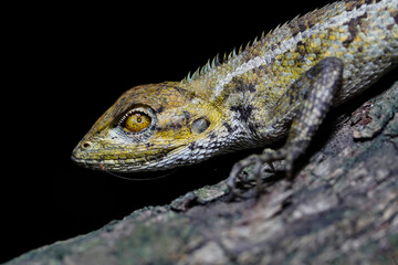 A lizard on a tree trunk in black background.