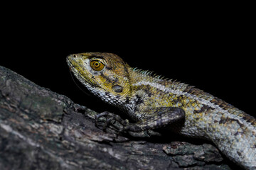 A lizard on a tree trunk in black background.