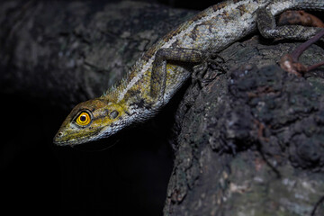 A lizard on a tree trunk in black background.