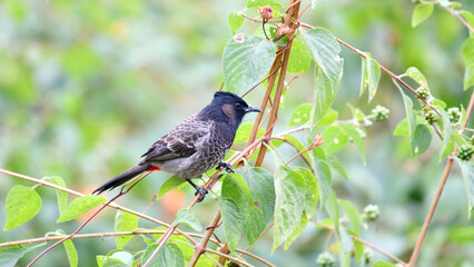 Red-vented bulbul on a tree