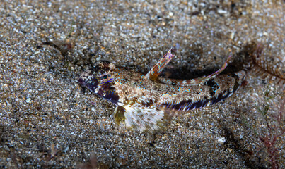 A close up underwater view of a colourful goby fish on the sand