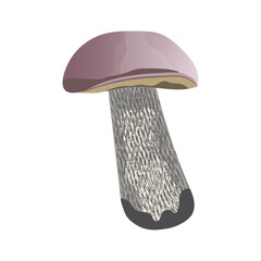 Brown cap mushroom boletus icon isolated on transparent and white background. Close-up realistic element for design decoration with nature. Autumn vector illustration in cartoon flat style.