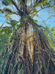 The 500 year old  cathedral fig tree  in the Danbulla national park in far north Queensland, Australia.