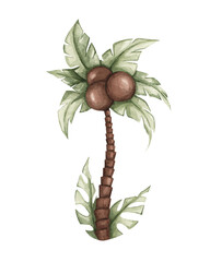 Watercolor palm tree with coconuts on a white background. Tropical tree. cute baby hand drawn illustration. Savanna plant. © Siawi_art