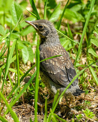 Radiant Youth: Teenage Fieldfare Gazing at the Sun