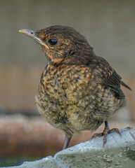 A teenage blackbird exploring a new environment