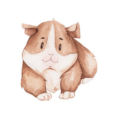 Watercolor cute guinea pig isolated on white background. cute pet, love pet. Clipart design for baby poster, sticker, fabric, nursery room decor, wrapping paper, invitation card