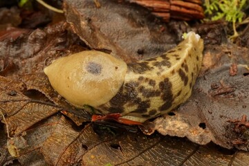 Closeup on a large brown spotted Pacific banana slug, Ariolimax columbianus sitting on the forest floor