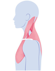 首の筋肉の構造