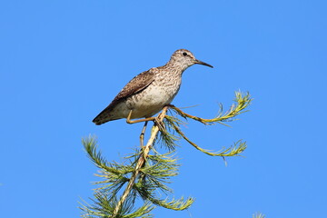 Tringa glareola. Wood sandpiper close-up in summer in Siberia