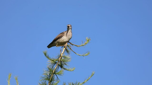 Tringa glareola. Wood sandpiper crouched on top of a larch tree in the Arctic zone of Siberia