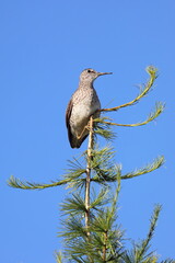 Tringa glareola. Wood sandpiper close-up on a tree