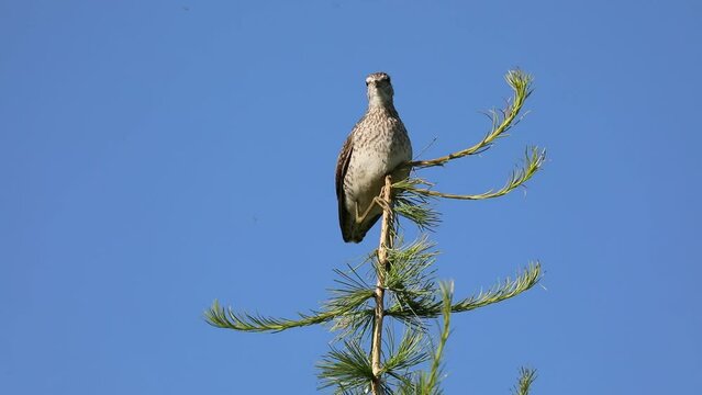 Tringa glareola. Wood sandpiper crouched on top of a larch tree in the Arctic zone of Siberia
