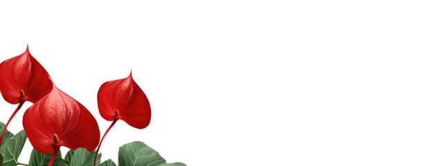 red anthurium  isolated on transparent background. copy space.