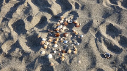 shells in the sand on the beach