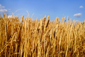 golden wheat field against blue sky - 624007484