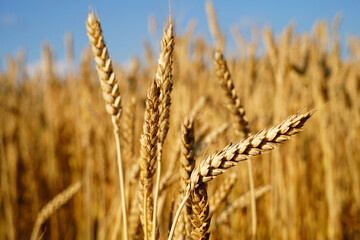 golden wheat field - 624007625