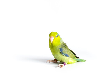 Forpus parrot bird on the white background