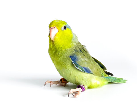 Forpus parrot bird on the white background