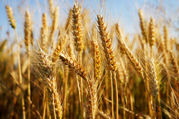 golden wheat field in summer - 624007843